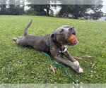 RASTA - Male Mutt Dog for Adoption - Small photo