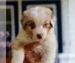 Image preview for Ad Listing. Nickname: Red Merle Girl