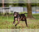 Small #2 Mutt