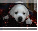 Puppy Anthony Labrador Retriever