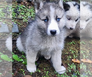 Alusky Litter for sale in BELFAIR, WA, USA