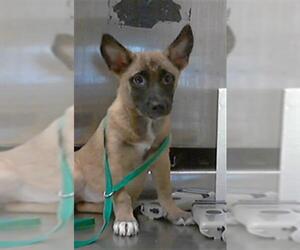 Mutt Dogs for adoption in Fayetteville, NC, USA