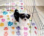 Bruno - Male Havashire Puppy for Sale - Photo #11
