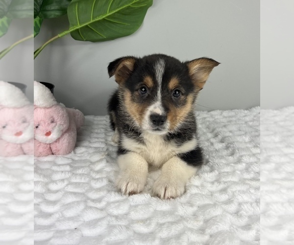 Medium Photo #4 Pembroke Welsh Corgi Puppy For Sale in FRANKLIN, IN, USA