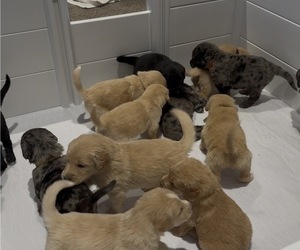 Australian Retriever Litter for sale in NEWCOMERSTOWN, OH, USA
