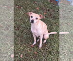 Small #2 Chihuahua Mix