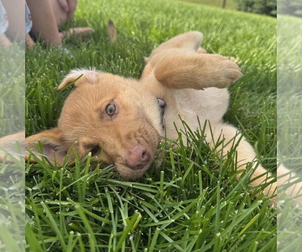 Medium Photo #2 Shepradors Puppy For Sale in Minneapolis, MN, USA