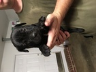 Small Photo #1 Cane Corso Puppy For Sale in CHAPIN, SC, USA
