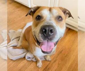 American Pit Bull Terrier Dogs for adoption in Sacramento, CA, USA