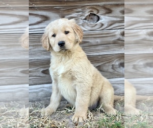 Golden Retriever Puppy for sale in ORLANDO, FL, USA