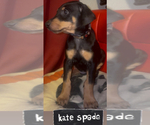 Small #9 Doberman Pinscher