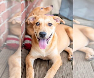 Crackers - Male Labrador Retriever-Unknown Mix Dog for Adoption - Photo #4