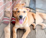 Small Photo #4 Labrador Retriever-Unknown Mix Puppy For Sale in Germantown, OH, USA