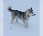 Small Photo #3 German Shepherd Dog-Siberian Husky Mix Puppy For Sale in CANISTEO, NY, USA