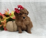 Small Photo #5 Double Doodle Puppy For Sale in CEDAR LANE, PA, USA