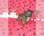 Small Photo #4 -Yorkshire Terrier Mix Puppy For Sale in LAPEER, MI, USA