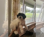 Puppy Chester Morkie