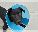 Small American Pit Bull Terrier-Labrador Retriever Mix