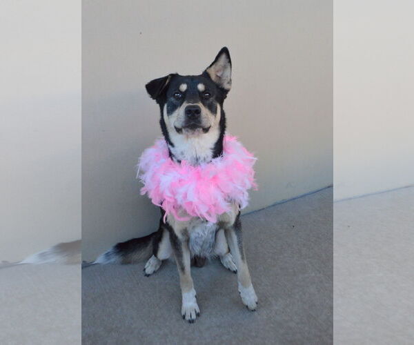 Medium Photo #3 Mutt Puppy For Sale in McKinney, TX, USA