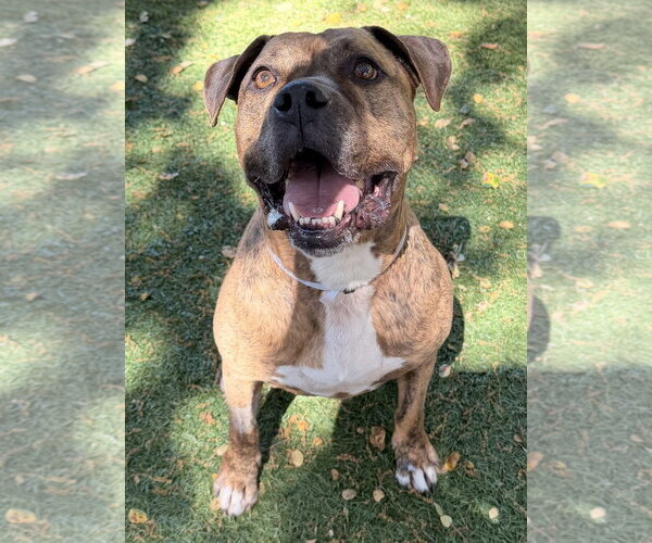 Medium Photo #3 American Pit Bull Terrier Puppy For Sale in Salinas, CA, USA