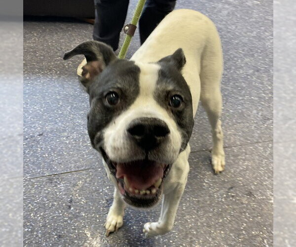 Medium Photo #1 American Bulldog-Unknown Mix Puppy For Sale in Anchorage, AK, USA