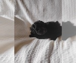 Small #1 YorkiePoo