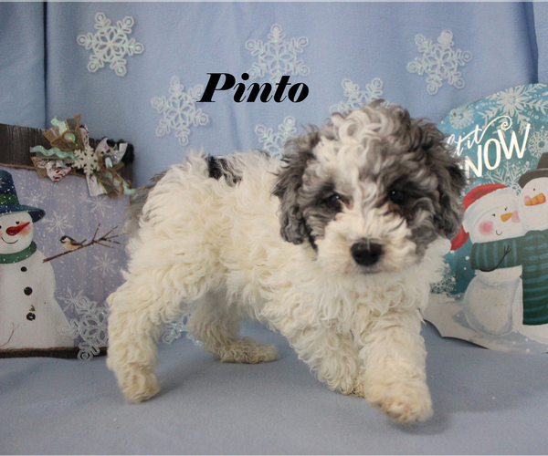 Medium Photo #15 Poodle (Toy) Puppy For Sale in CHANUTE, KS, USA