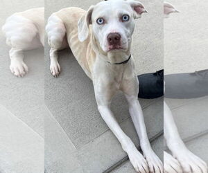 Mutt Dogs for adoption in Gibbstown, NJ, USA