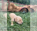 Small #1 Golden Retriever