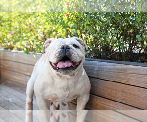 Bulldog-Unknown Mix Dogs for adoption in Sandy, UT, USA