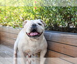 Swann - Female Bulldog-Unknown Mix Dog for Adoption - Small photo