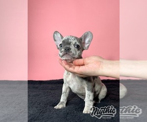 French Bulldog Puppy for sale in BRIDGEWATER, NJ, USA