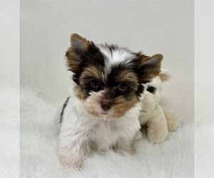 Yorkshire Terrier Puppy for sale in DELRAY BEACH, FL, USA
