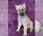 Small Photo #2 Malinois Puppy For Sale in PARADISE, PA, USA