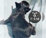 Small #2 Schnauzer (Miniature)