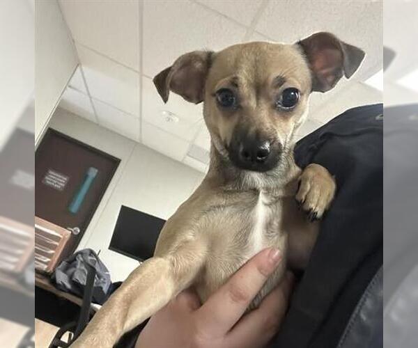 Medium Photo #1 Chihuahua Puppy For Sale in San Martin, CA, USA