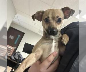 Chihuahua Dogs for adoption in San Martin, CA, USA