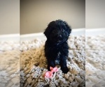 Small Photo #3 Aussiedoodle Puppy For Sale in CROSSVILLE, TN, USA