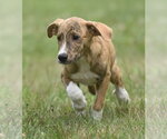 Small #8 Plott Hound Mix