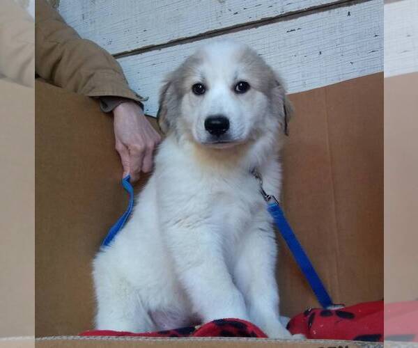 Medium Photo #1 Great Pyrenees Puppy For Sale in BRIGHTON, IA, USA
