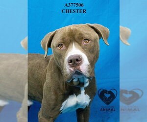 Mutt Dogs for adoption in Stockton, CA, USA
