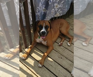 Boxer Dogs for adoption in HIGHLAND LAKES, NJ, USA