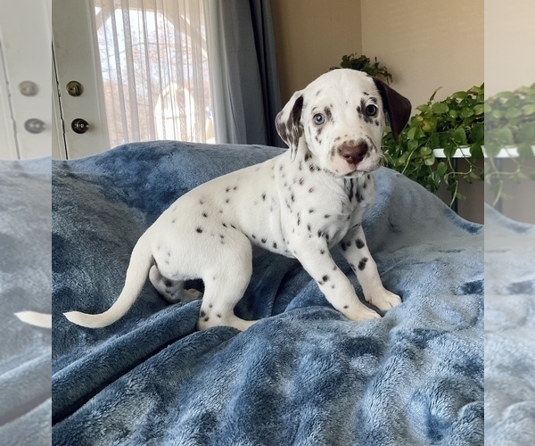 Medium Photo #3 Dalmatian Puppy For Sale in ADAIRSVILLE, GA, USA