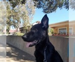 Small Photo #1 German Shepherd Dog Puppy For Sale in S PASADENA, CA, USA