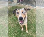 Small Catahoula Leopard Dog Mix