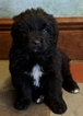 Small Photo #9 Newfoundland Puppy For Sale in DEXTER, MI, USA