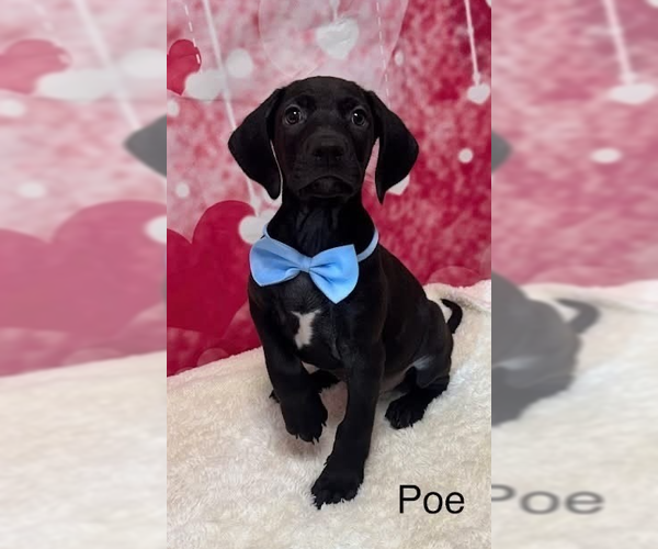 Medium Photo #1 Mutt Puppy For Sale in Springdale, PA, USA