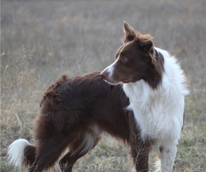 Father of the Border Collie puppies born on 03/10/2024