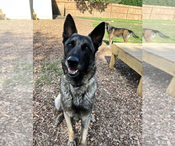 Medium Photo #2 German Shepherd Dog Puppy For Sale in New Hill, NC, USA