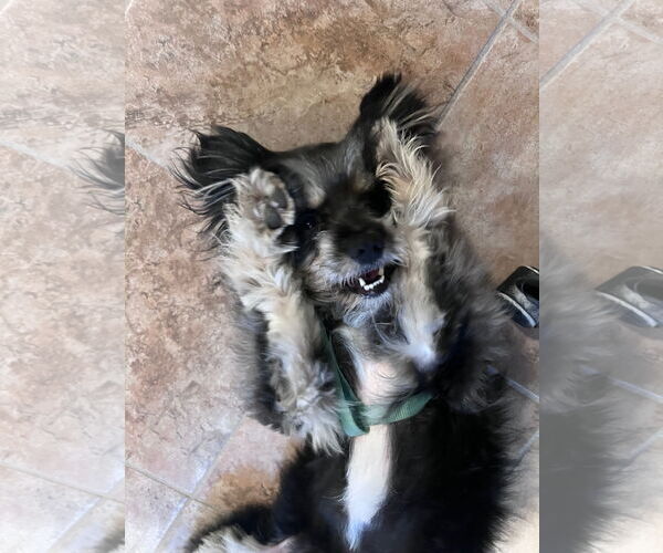 Medium Photo #4 Shih Tzu Puppy For Sale in Fremont, CA, USA
